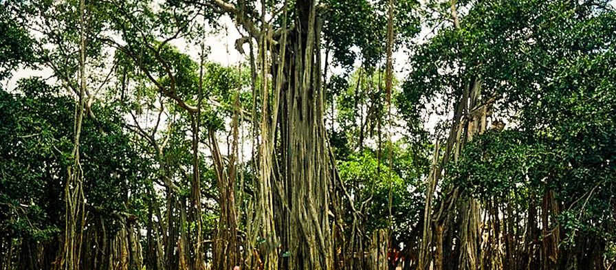 Big Banyan Tree